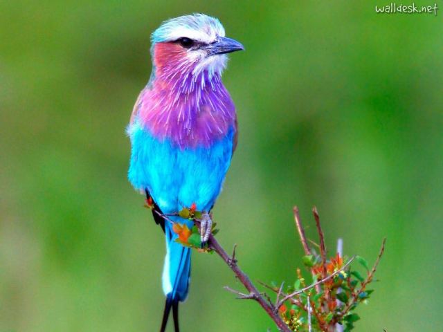 http://sitiodopicapauangolano.files.wordpress.com/2011/11/lilac-breasted-roller-africa-3.jpg?w=640&h=480