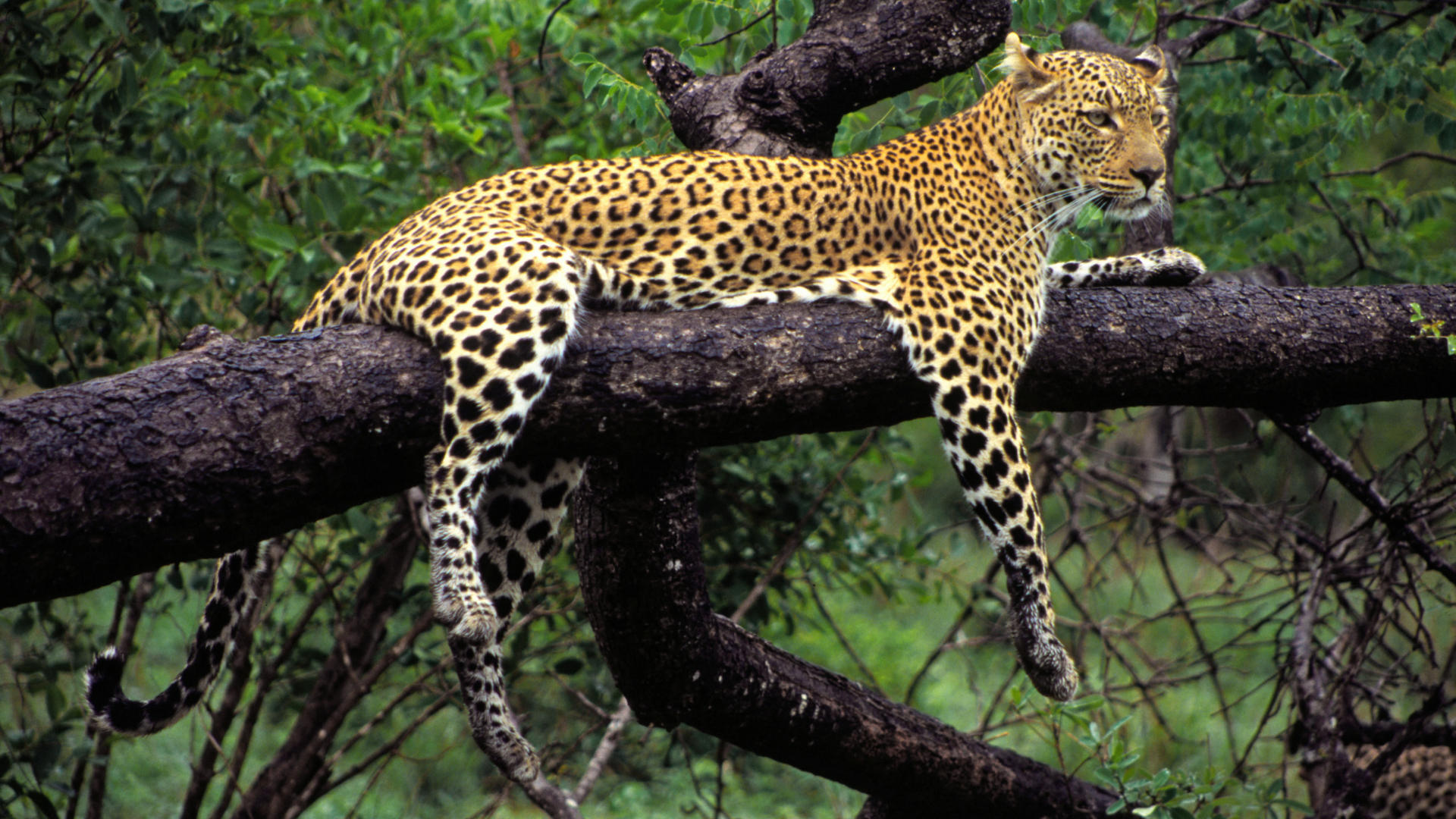 Resultado de imagem para leopardo africano